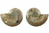 Cut & Polished, Agatized Ammonite Fossil - Madagascar #229857-1